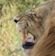 Lions Chobe National Park